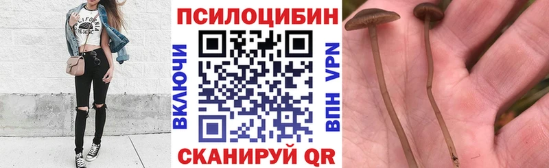 Псилоцибиновые грибы Cubensis  Белгород 